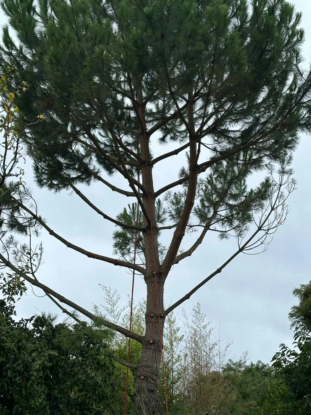 Pin parasol bien taillé en zone résidentielle